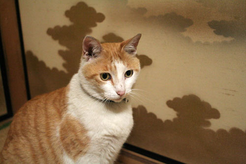 子猫の成長は早い_d0355333_16523489.jpg
