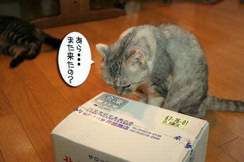 ほたて祭りと「ネコナデ」_d0355333_16524572.jpg
