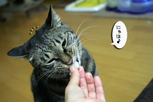 ほたて祭りと「ネコナデ」_d0355333_16524644.jpg