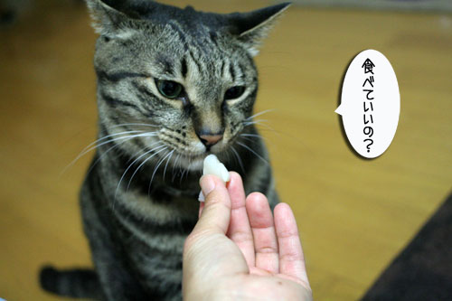 ほたて祭りと「ネコナデ」_d0355333_16524669.jpg