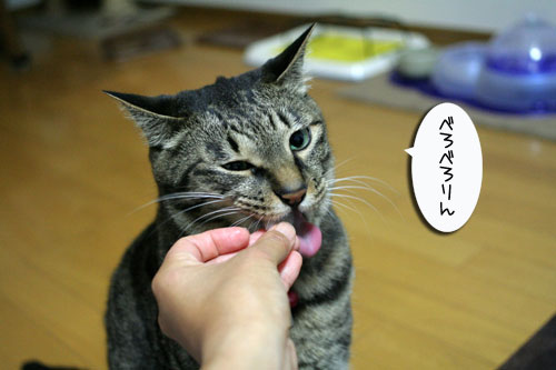 ほたて祭りと「ネコナデ」_d0355333_16524705.jpg