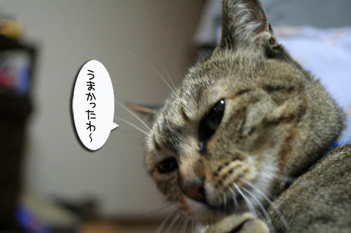 ほたて祭りと「ネコナデ」_d0355333_16525054.jpg