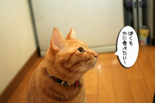 かに祭り_d0355333_16530405.jpg
