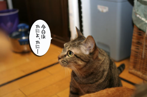 かに祭り_d0355333_16530438.jpg