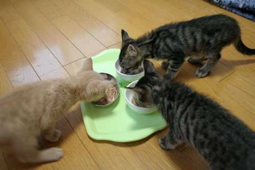 朝ご飯食べてる?_d0355333_16530937.jpg