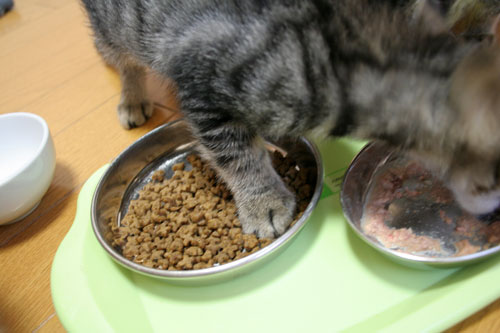 朝ご飯食べてる?_d0355333_16531095.jpg