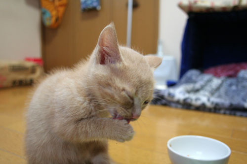 朝ご飯食べてる?_d0355333_16531177.jpg