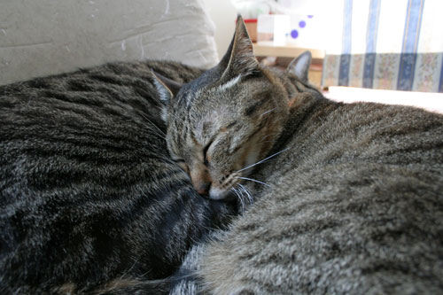 猫もダレる梅雨の中休み_d0355333_16532050.jpg