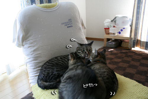 猫もダレる梅雨の中休み_d0355333_16532133.jpg