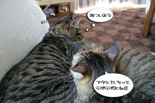 猫もダレる梅雨の中休み_d0355333_16532221.jpg