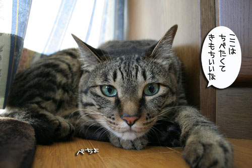 猫もダレる梅雨の中休み_d0355333_16532421.jpg