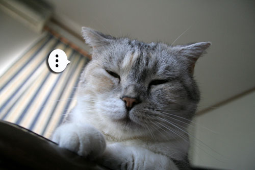 猫もダレる梅雨の中休み_d0355333_16532434.jpg