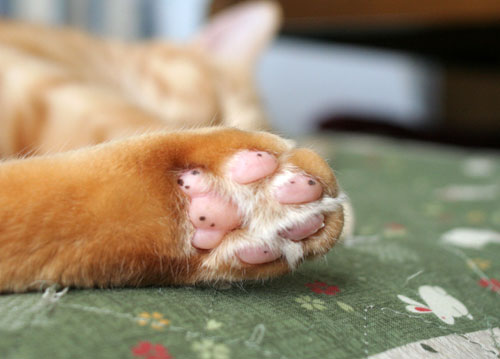 猫もダレる梅雨の中休み_d0355333_16532578.jpg