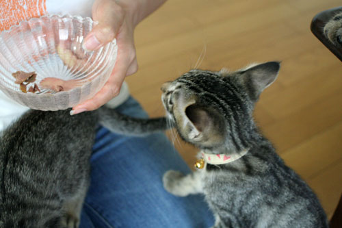 猫の天国にようこそ_d0355333_16532831.jpg