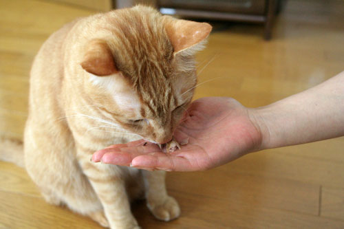 猫の天国にようこそ_d0355333_16532893.jpg