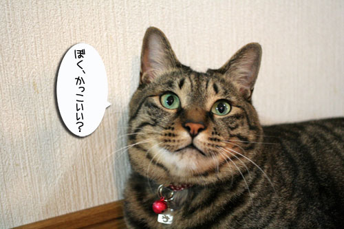猫の天国にようこそ_d0355333_16532940.jpg