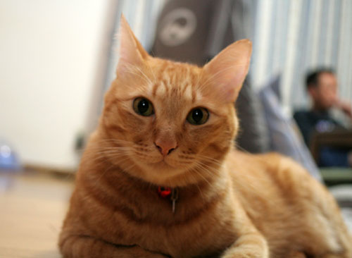 猫の天国にようこそ_d0355333_16533022.jpg