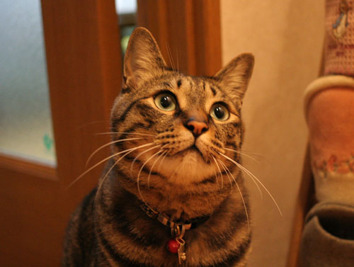 猫の天国にようこそ_d0355333_16533109.jpg