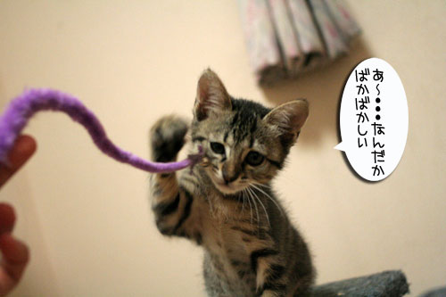 おもちゃの遊び方いろいろ_d0355333_16534041.jpg