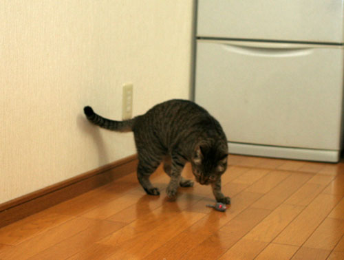 おもちゃの遊び方いろいろ_d0355333_16534135.jpg