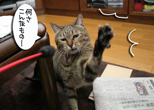 背後にご注意_d0355333_16534902.jpg