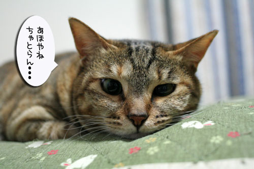 子猫祭り、おやじ祭り_d0355333_16535979.jpg