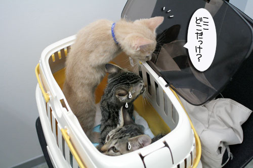 先生は子猫の友達?_d0355333_16540114.jpg