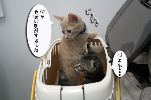 先生は子猫の友達?_d0355333_16540117.jpg