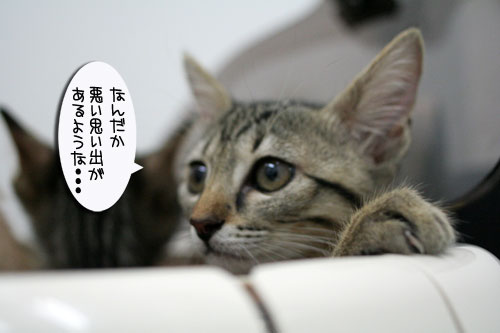 先生は子猫の友達?_d0355333_16540195.jpg