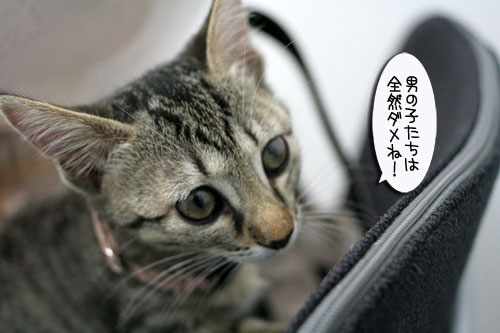 先生は子猫の友達?_d0355333_16540204.jpg