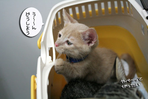 先生は子猫の友達?_d0355333_16540227.jpg