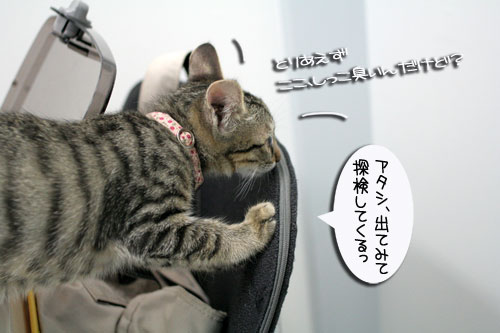先生は子猫の友達?_d0355333_16540291.jpg