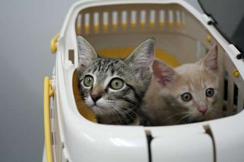 先生は子猫の友達?_d0355333_16540298.jpg