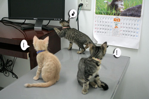 先生は子猫の友達?_d0355333_16540309.jpg