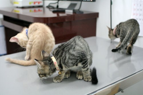 先生は子猫の友達?_d0355333_16540359.jpg