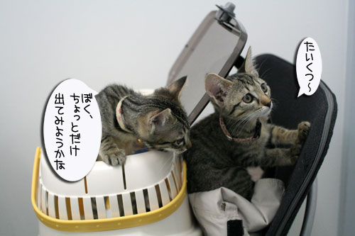 先生は子猫の友達?_d0355333_16540370.jpg