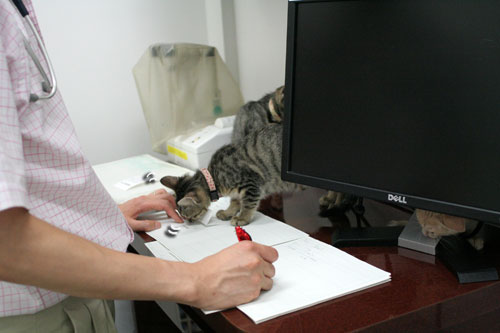 先生は子猫の友達?_d0355333_16540414.jpg