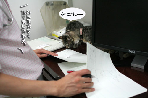 先生は子猫の友達?_d0355333_16540455.jpg