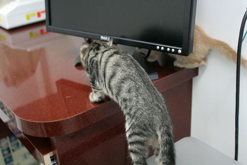 先生は子猫の友達?_d0355333_16540472.jpg