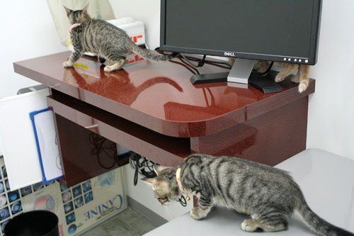 先生は子猫の友達?_d0355333_16540487.jpg