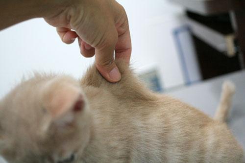 先生は子猫の友達?_d0355333_16540504.jpg