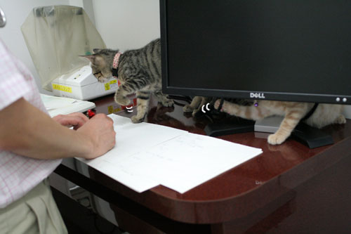 先生は子猫の友達?_d0355333_16540506.jpg