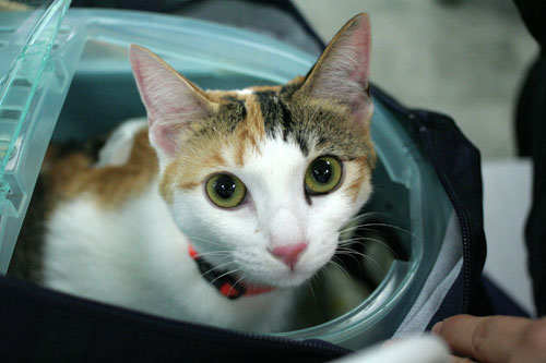 先生は子猫の友達?_d0355333_16540536.jpg