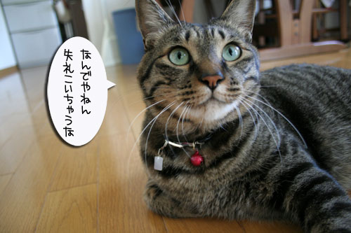 ぶあつい毛皮_d0355333_16540893.jpg