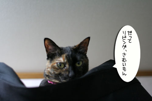 室温調整が難しい_d0355333_16541617.jpg