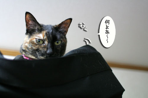 室温調整が難しい_d0355333_16541666.jpg