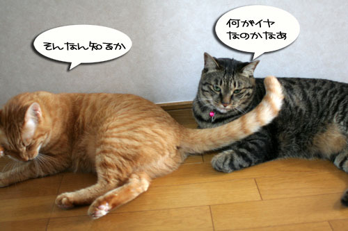 室温調整が難しい_d0355333_16541809.jpg