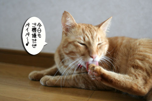 室温調整が難しい_d0355333_16541835.jpg