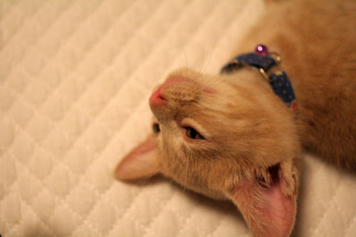 眠い・・・_d0355333_16542920.jpg