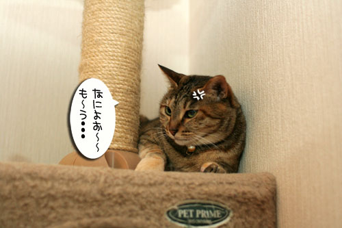 新しいタワーさん★こんにちは前編_d0355333_16543183.jpg